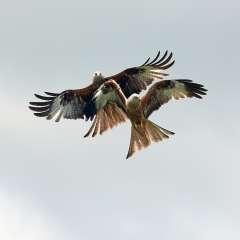 Red Kite