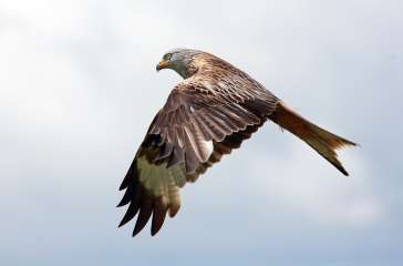 Red Kite