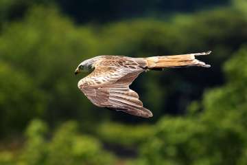 Red Kite