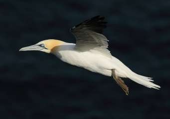 Northern Gannet