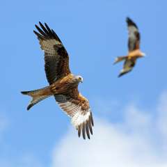 Red Kite