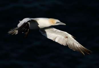 Northern Gannet