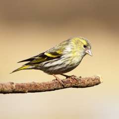 Siskin