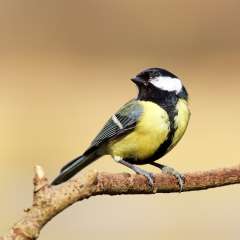 Great tit