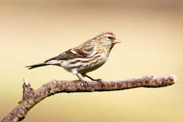 Redpoll