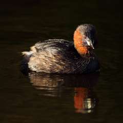 Little Grebe