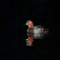 Little Grebe