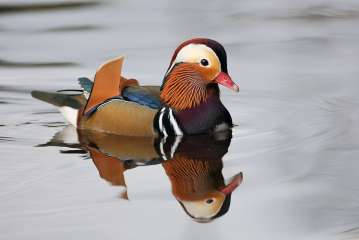 Mandarin Duck