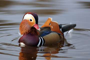 Mandarin Duck