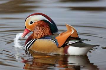 Mandarin Duck