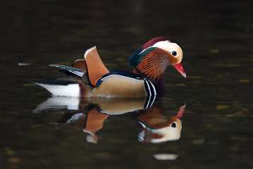 Mandarin Duck