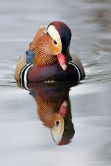 Mandarin Duck