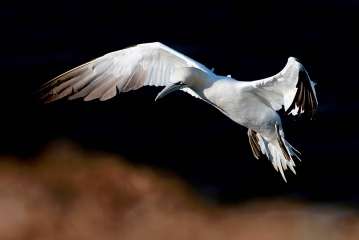 Northern Gannet