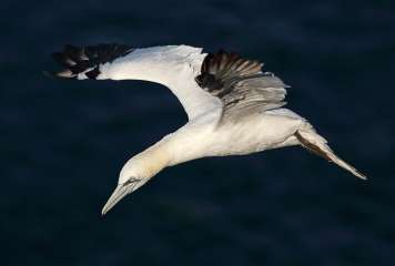 Northern Gannet