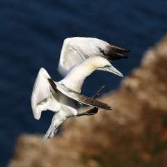 Northern Gannet