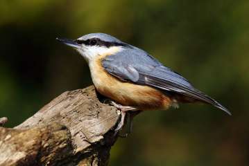 Nuthatch