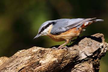 Nuthatch