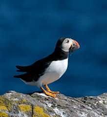 Puffin