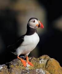 Puffin