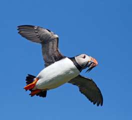 Puffin