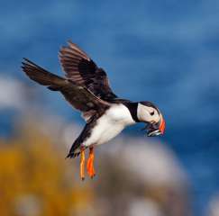 Puffin