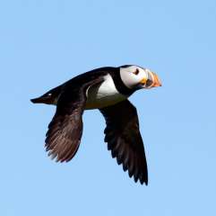 Puffin