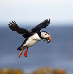 Puffin