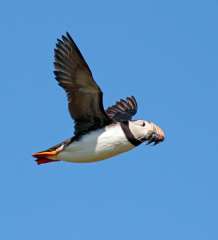 Puffin