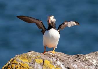 Puffin