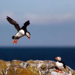 Puffins