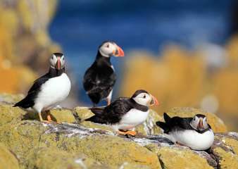 Atlantic Puffins