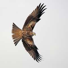 Red Kite Flight