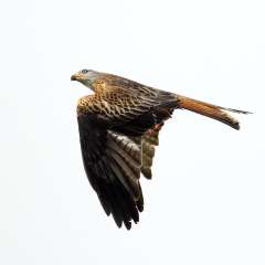 Red Kite Soaring