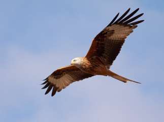 Red Kite