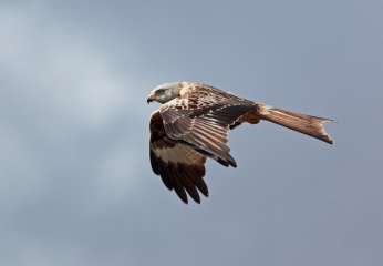 Red Kite