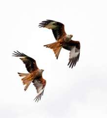 Red kites