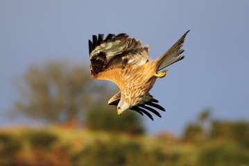 Red Kite