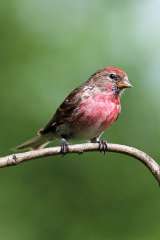 Redpoll