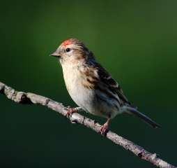 Redpoll