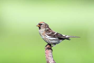 Redpoll