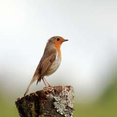 Robin