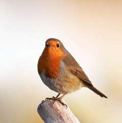 Robin