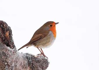 Robin