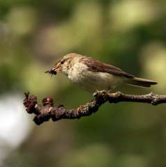 Willow Warbler