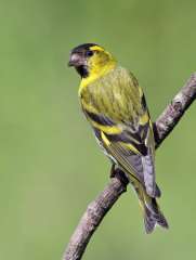 Siskin