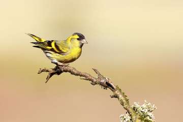 siskin