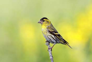 Siskin