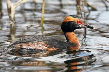 Slavonian Grebe