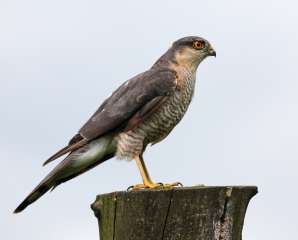 Sparrowhawk