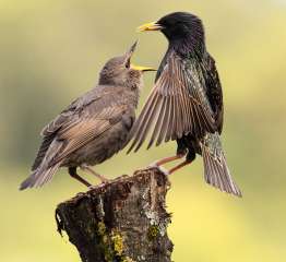 Starlings